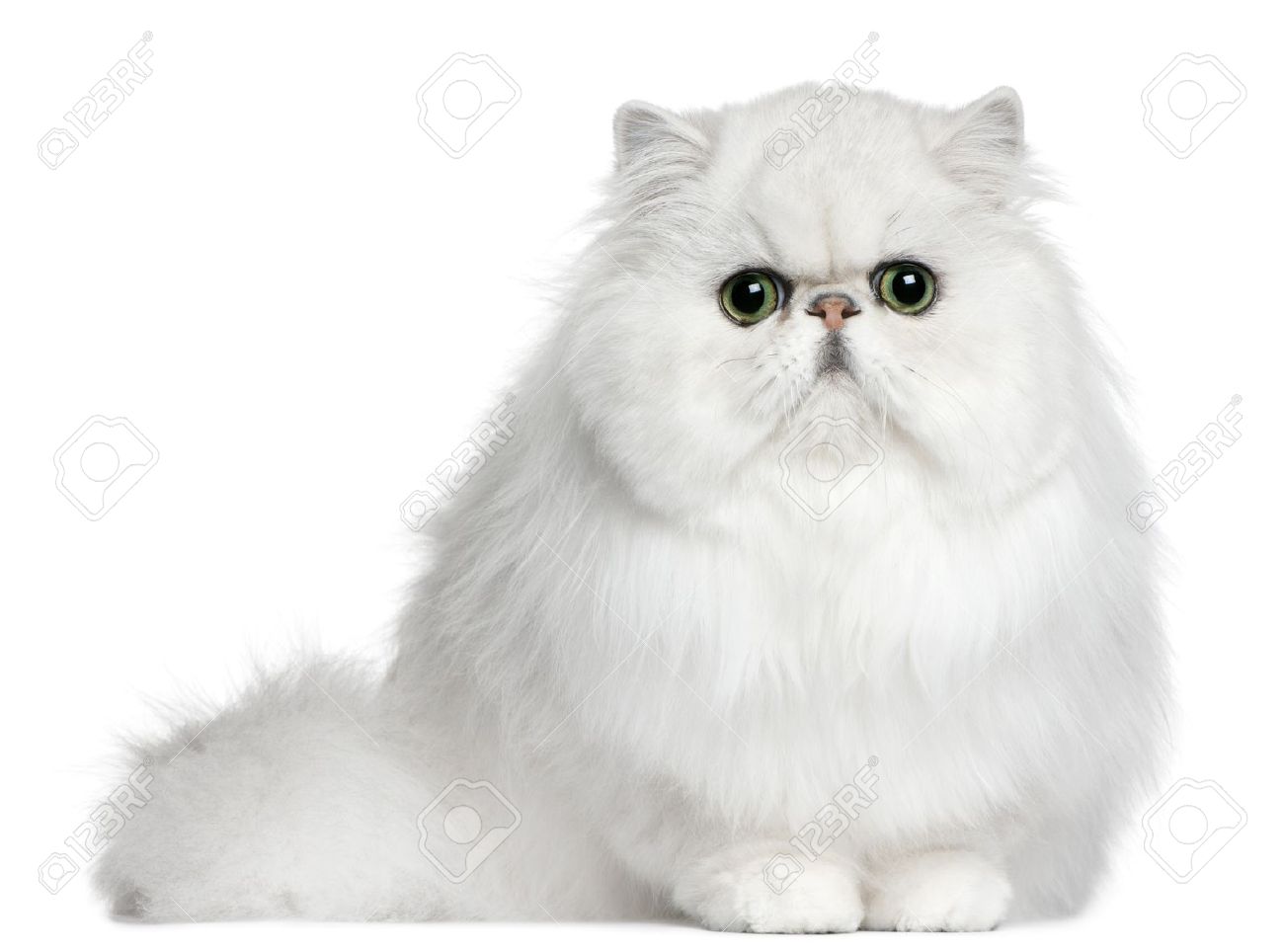 8 Months Old White Persian Cat
