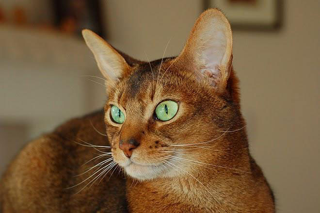 Abyssinian Cat Image