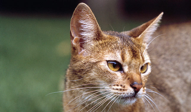 Abyssinian Cat Picture