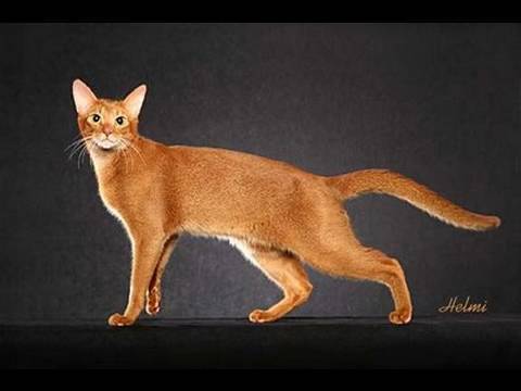Abyssinian Cat Posing For Photo