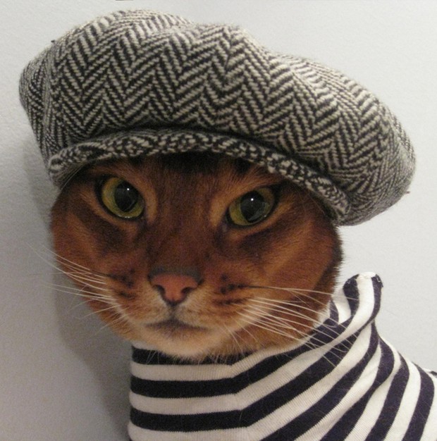 Abyssinian Cat Wearing Cap Picture