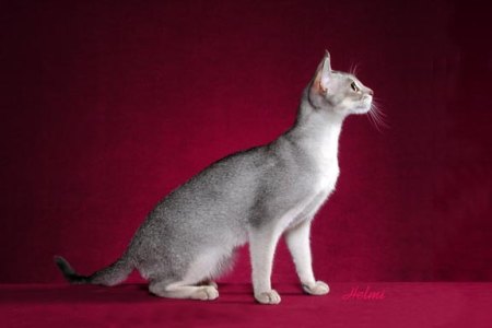 Abyssinian Grey Cat