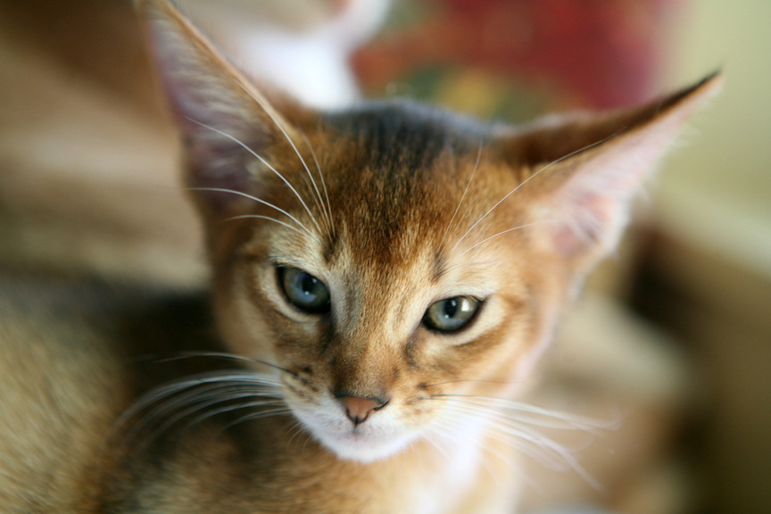 Abyssinian Kitten Closeup Picture