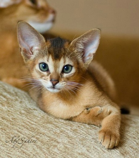 Abyssinian Kitten Closeup