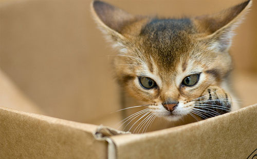 Abyssinian Kitten In Box