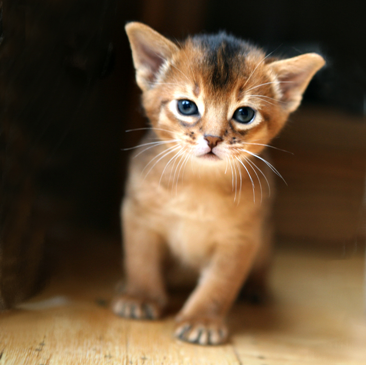 22 Very Beautiful Abyssinian Cat Pictures And Images