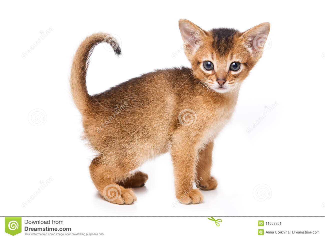 Abyssinian Kitten Picture