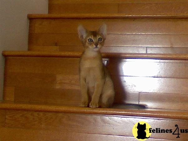 Abyssinian Kitten Sitting On Stairs