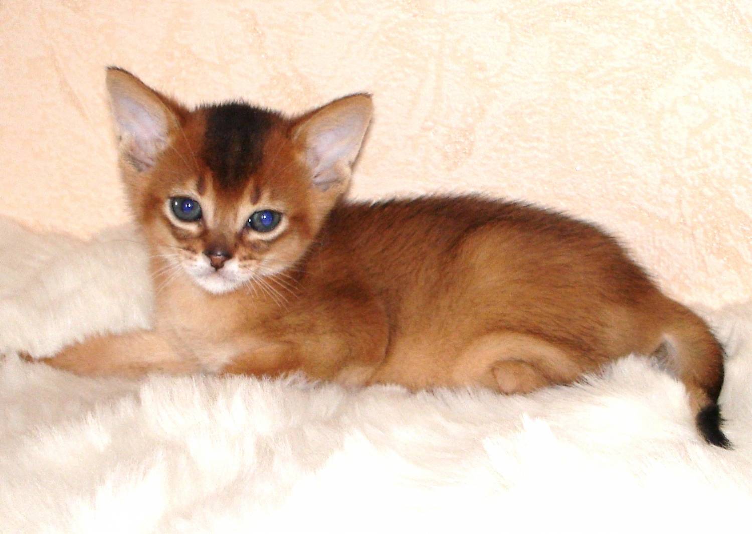 Abyssinian Kitten Sitting