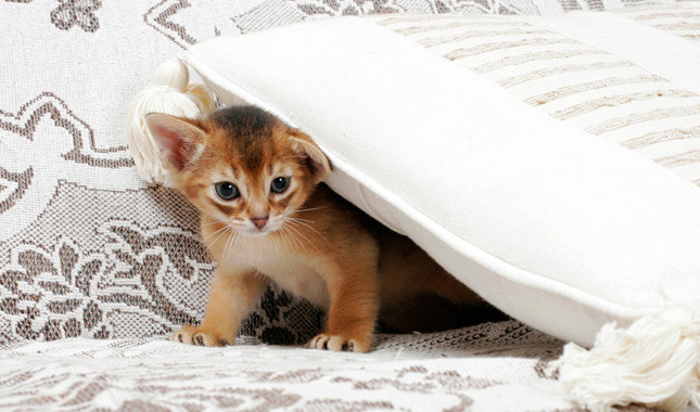 Abyssinian Kitten Under Pillow