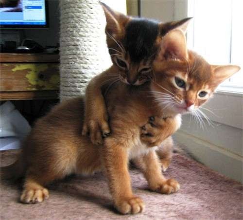 Abyssinian Kittens Playing Picture