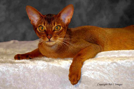 Abyssinian Red Cat Image
