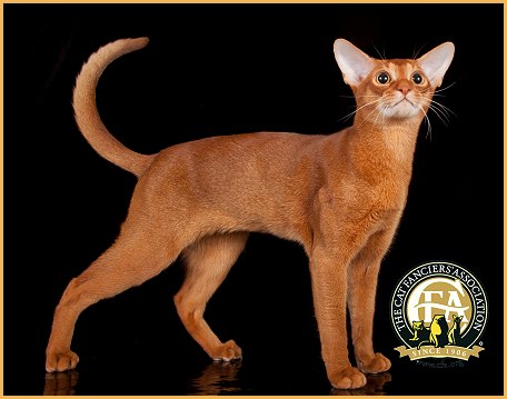 Abyssinian Red Cat Picture