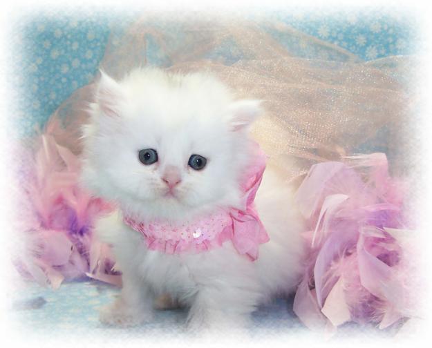 Adorable Persian Kittens With Pink Bandanna