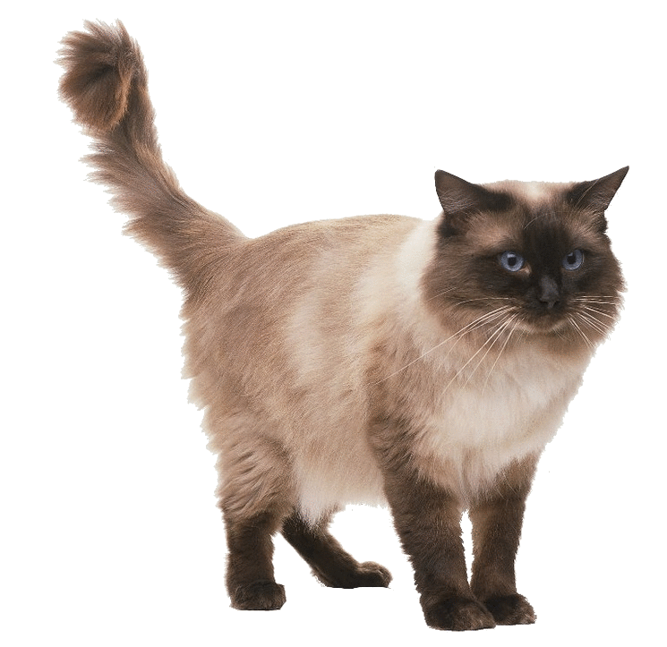 Adorable Ragdoll Cat Picture