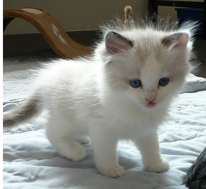Adorable Ragdoll Kitten