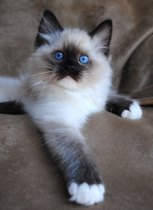 Adorable Seal Point Blue Eyed Ragdoll Kitten