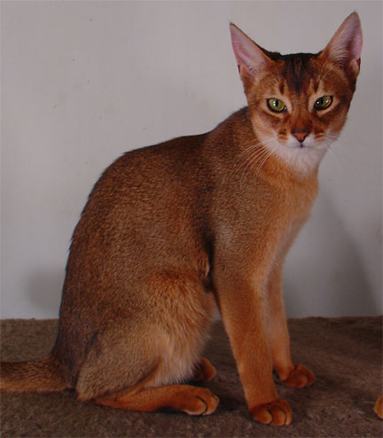 Adult Red Abyssinian Cat