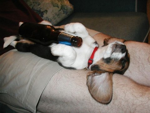 Alcoholic Dog Drinking Funny Picture