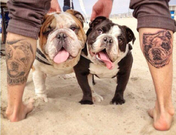 Amazing Two Bulldogs Head Tattoo On Both Leg Calf