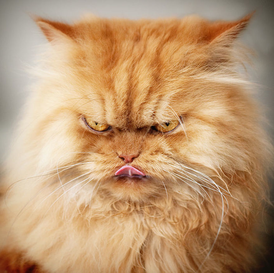 Angry Red Persian Cat Face