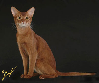 Awesome Red Abyssinian Cat