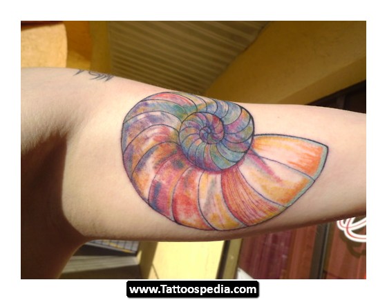 Awesome Colorful Spiral Shell Tattoo On Bicep