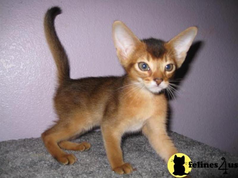 Beautiful Abyssinian Kitten Picture