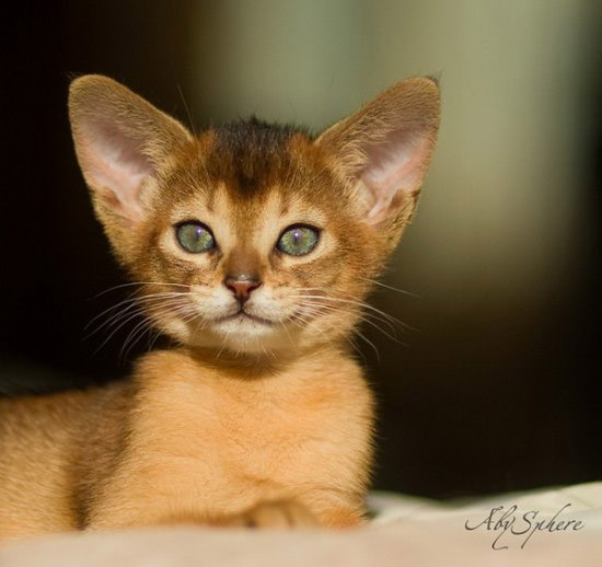 Beautiful Abyssinian Kitten