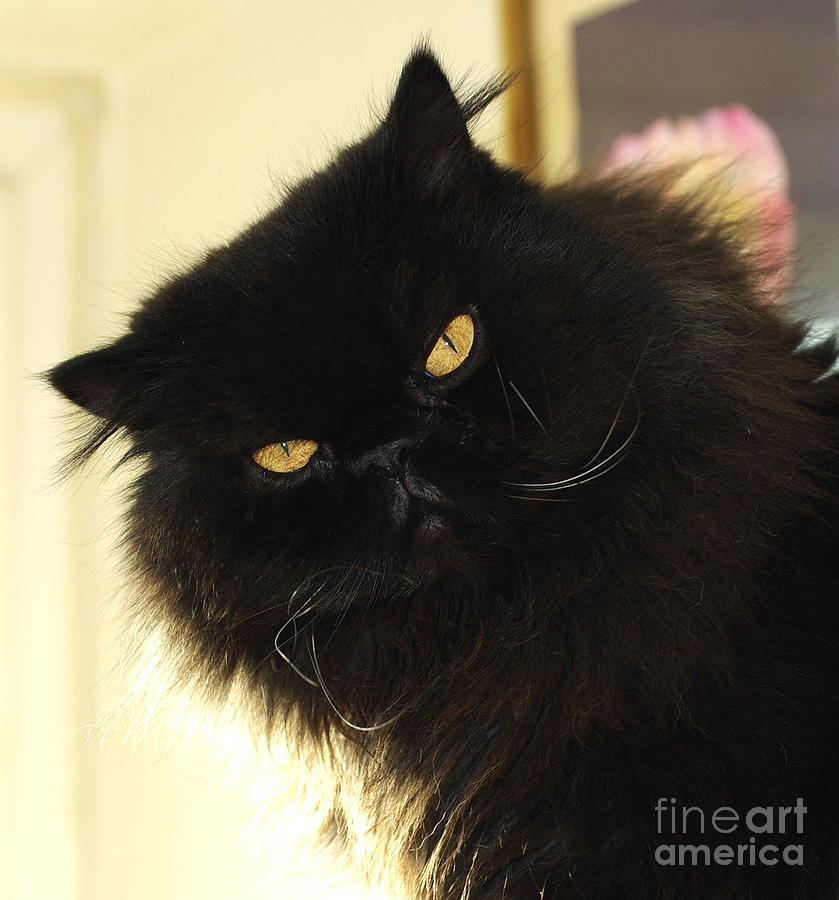 Beautiful Black Persian Cat