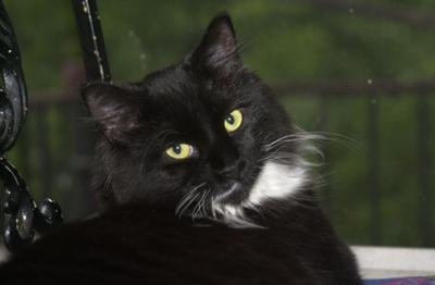 Beautiful Black Ragdoll Cat