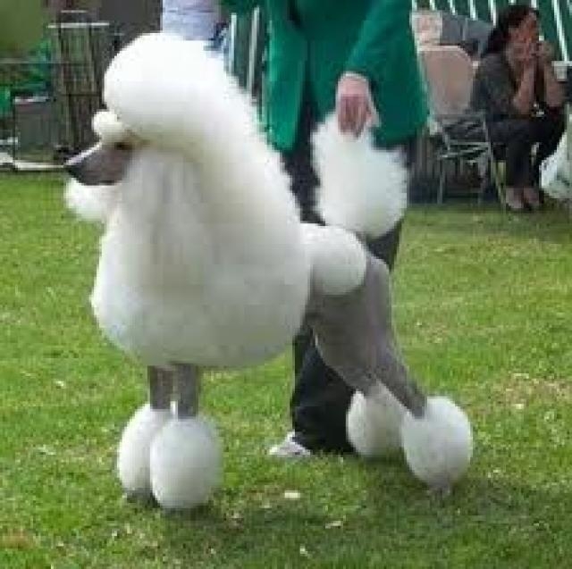 Beautiful Cropped Poodle Dog Picture
