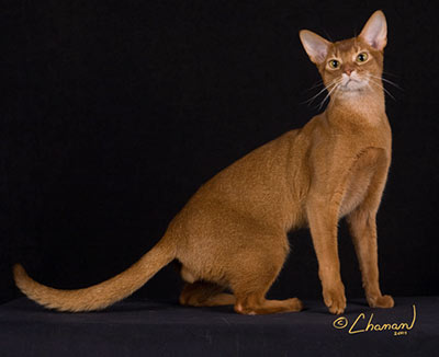 Beautiful Golden Abyssinian Cat Picture