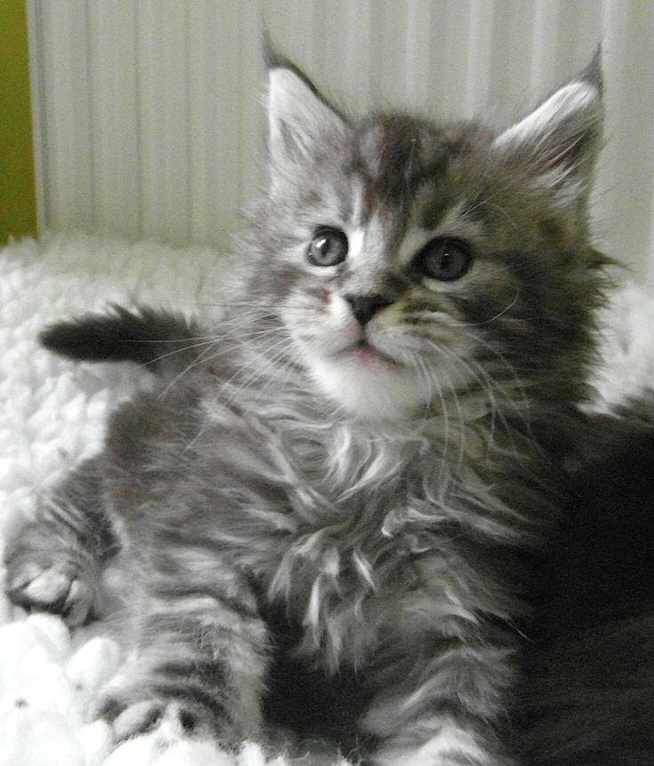 Beautiful Maine Coon Kitten