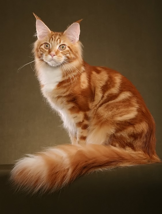 Beautiful Orange Maine Coon Cat