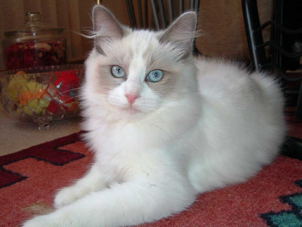 Beautiful Ragdoll Cat Photo