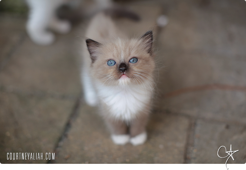 Beautiful Ragdoll Kitten Looking At You