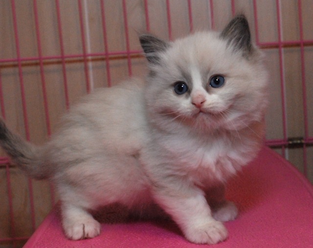 20 Very Cute Ragdoll Kitten Pictures And Photos