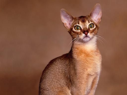 Beautiful Red Abyssinian Cat Picture
