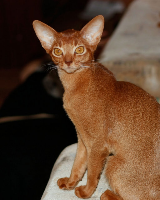 Beautiful Red Abyssinian Cat Sitting