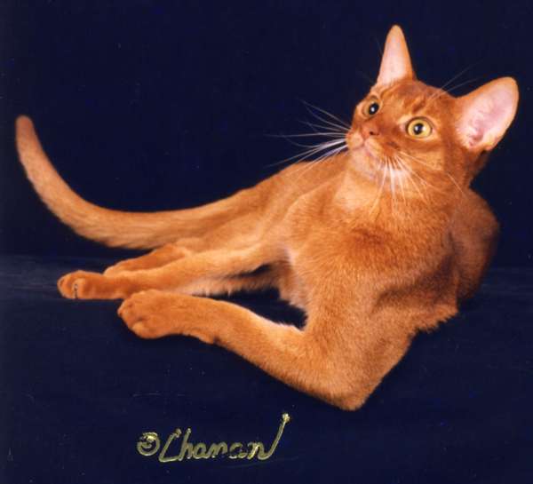 Beautiful Red Abyssinian