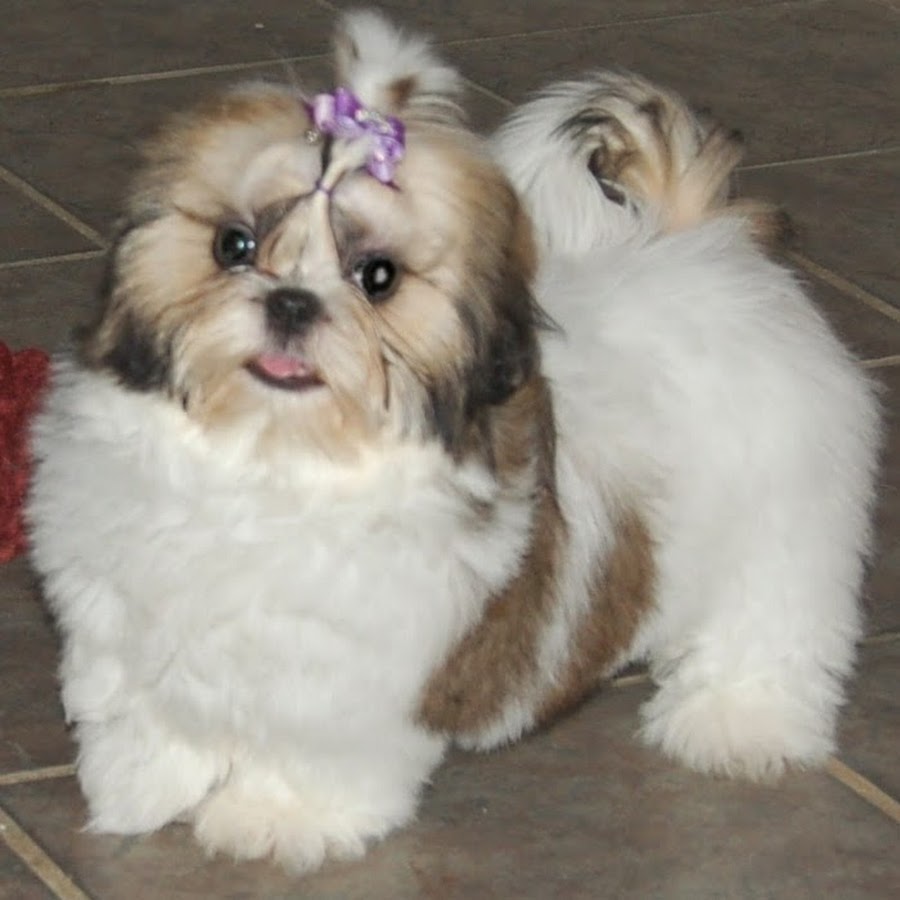 Beautiful Shih Tzu Puppy With Purple Ribbon