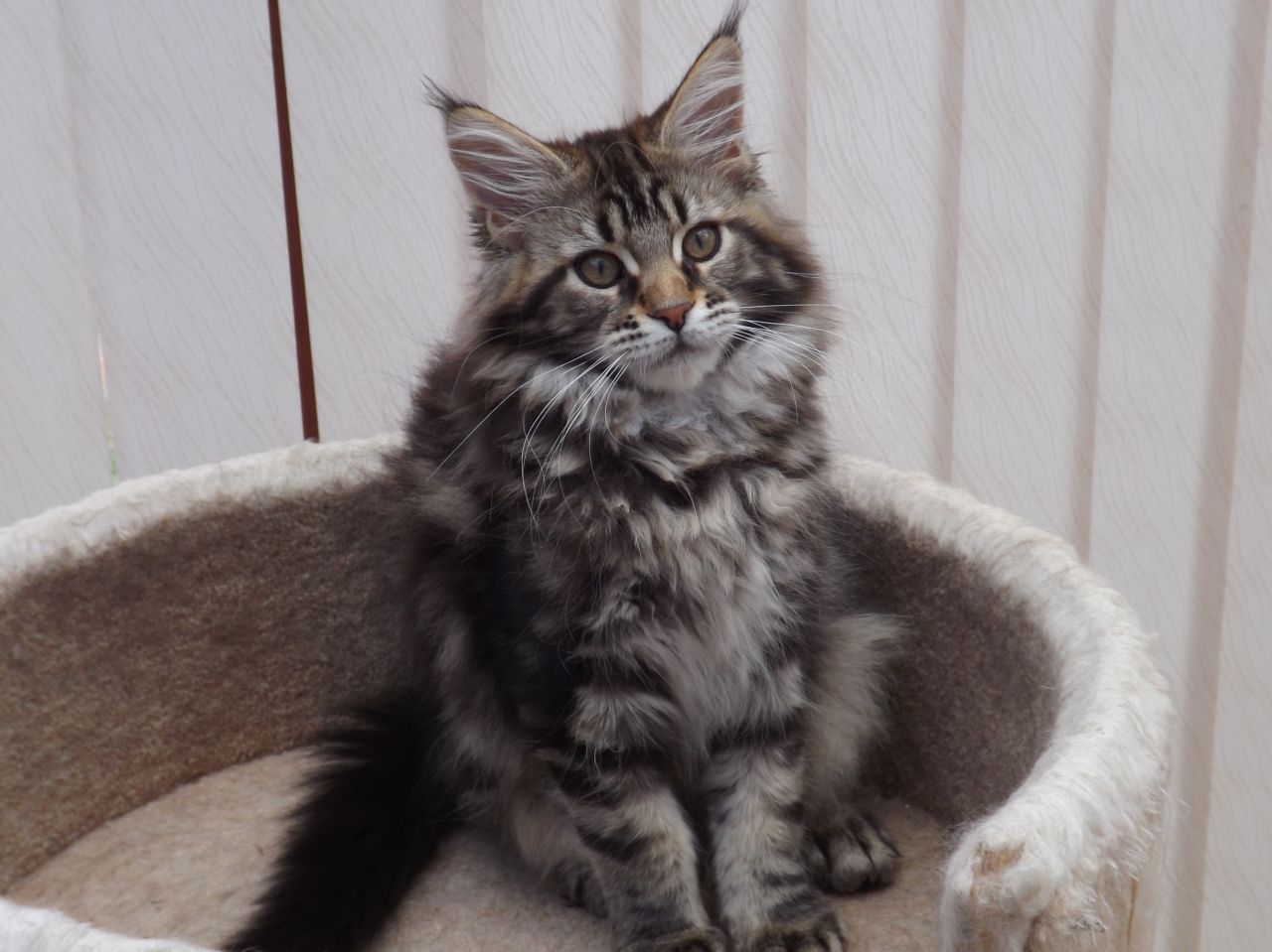 Beautiful Tabby Maine Coon Kitten