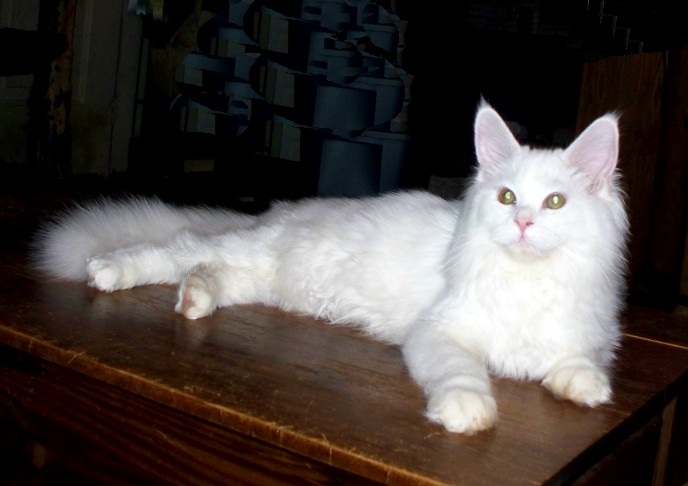 Beautiful White Maine Coon Cat Sitting On Table