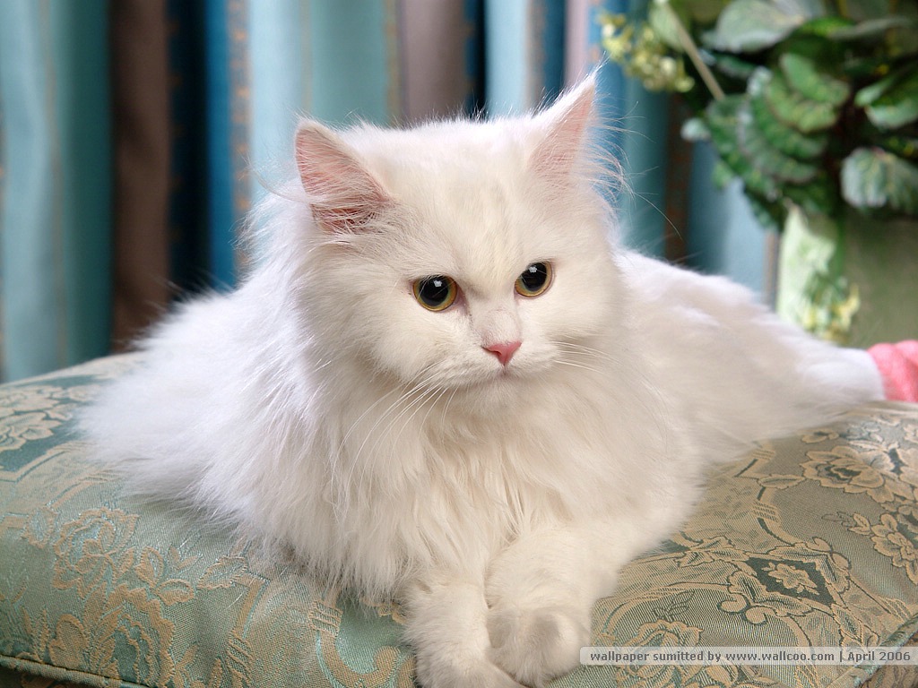 Beautiful White Persian Cat Picture