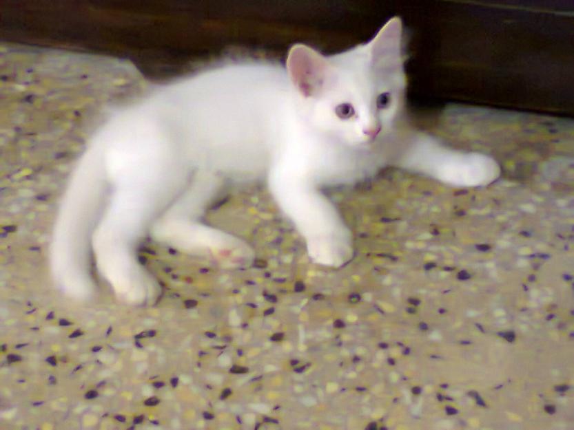 Beautiful White Persian Cat Sitting On Floor