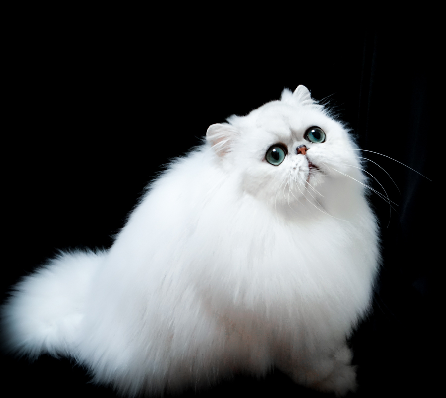 Beautiful White Persian Cat