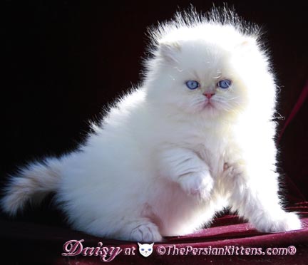 Beautiful White Persian Kitten Picture