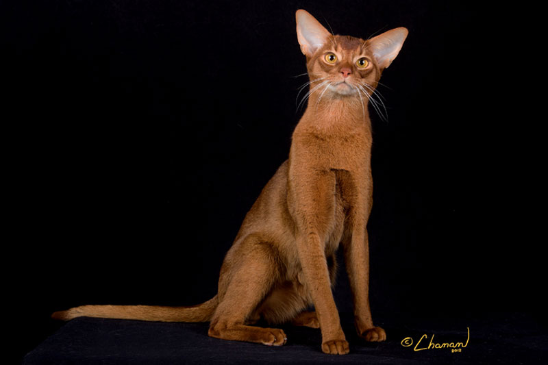 Best Red Abyssinian Cat Picture