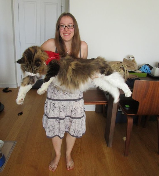 Big Maine Coon Cat In Girl’s Hand